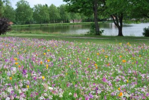 prairie fleurie