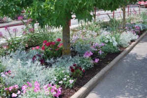 fleurs saint aubin